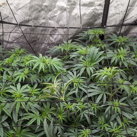 Durban Poison growlog timeline photo