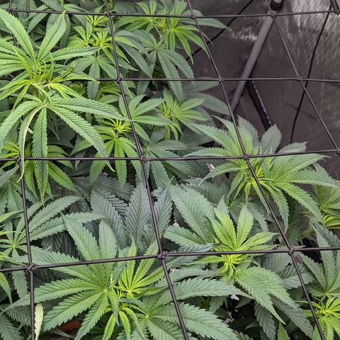 Durban Poison growlog timeline photo