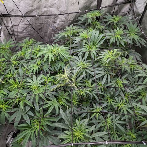 Durban Poison growlog timeline photo