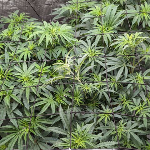 Durban Poison growlog timeline photo