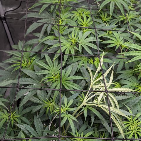 Durban Poison growlog timeline photo
