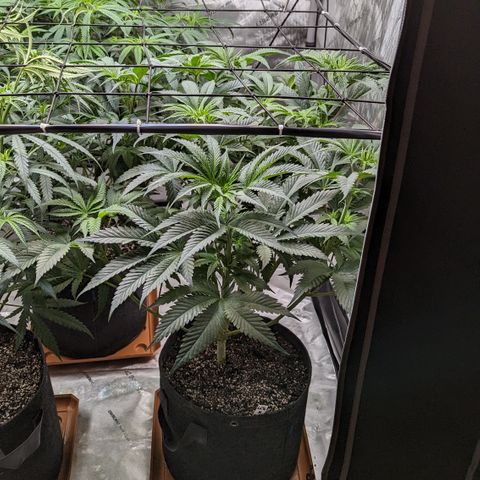Durban Poison growlog timeline photo