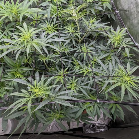 Durban Poison growlog timeline photo