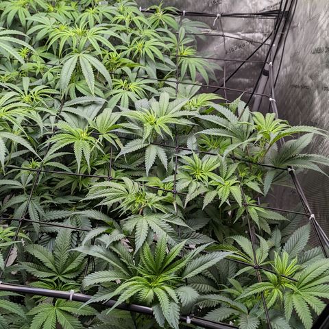 Durban Poison growlog timeline photo