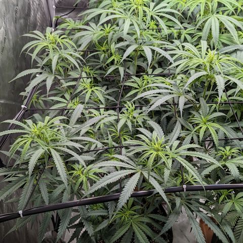 Durban Poison growlog timeline photo