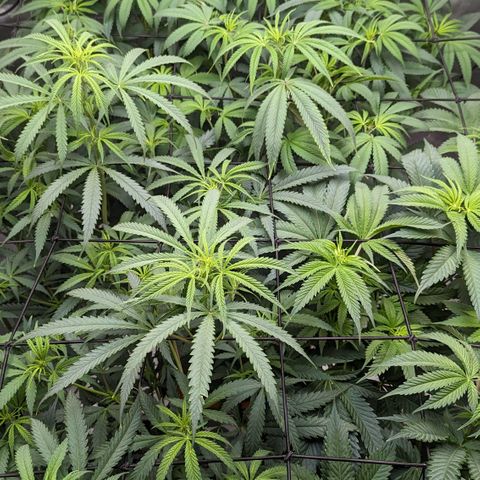 Durban Poison growlog timeline photo