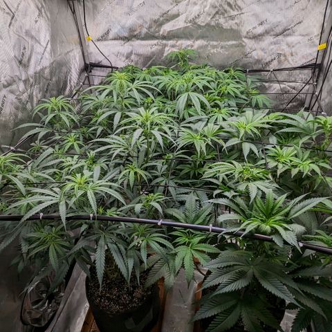 Durban Poison growlog timeline photo