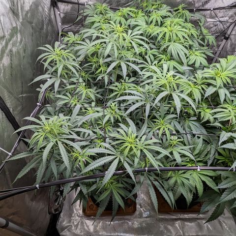 Durban Poison growlog timeline photo