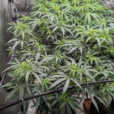 Durban Poison growlog timeline photo