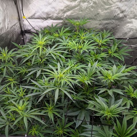 Durban Poison growlog timeline photo