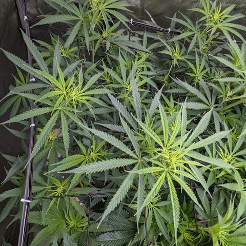 Durban Poison growlog timeline photo