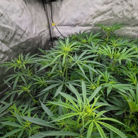 Durban Poison growlog timeline photo
