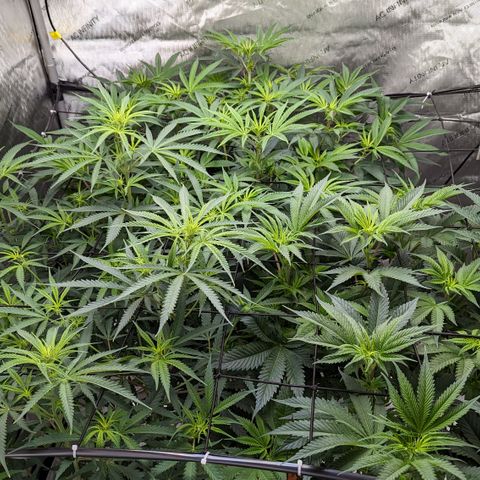 Durban Poison growlog timeline photo