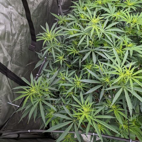 Durban Poison growlog timeline photo