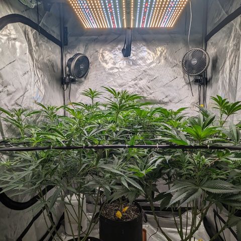 Durban Poison growlog timeline photo