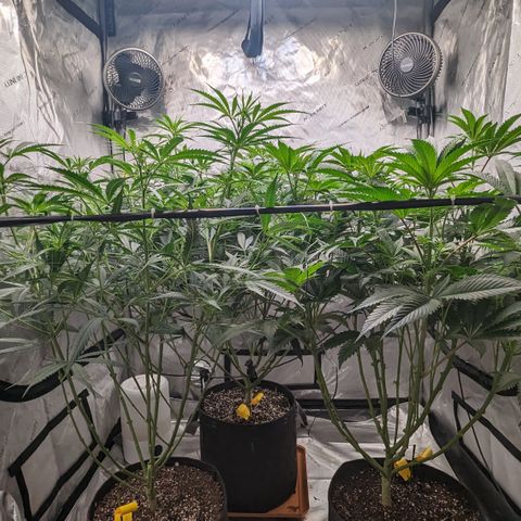 Durban Poison growlog timeline photo