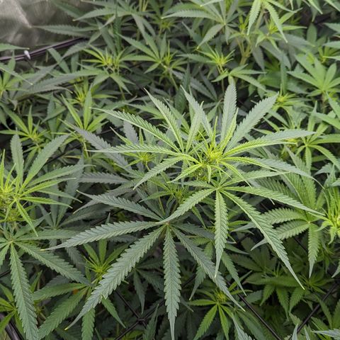 Durban Poison growlog timeline photo