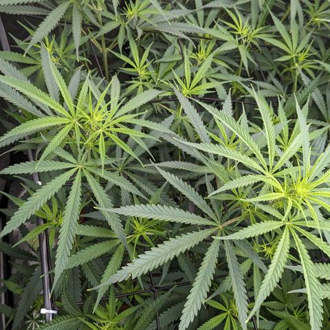Durban Poison growlog timeline photo