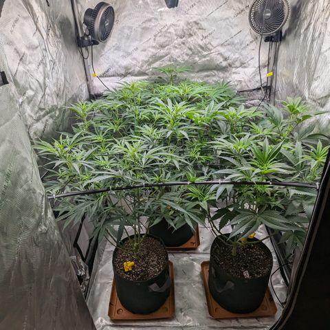 Durban Poison growlog timeline photo