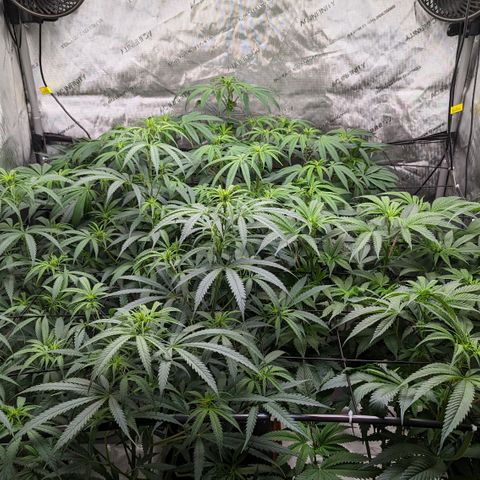 Durban Poison growlog timeline photo