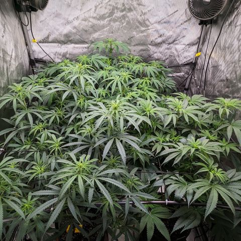 Durban Poison growlog timeline photo