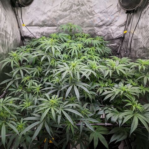 Durban Poison growlog timeline photo