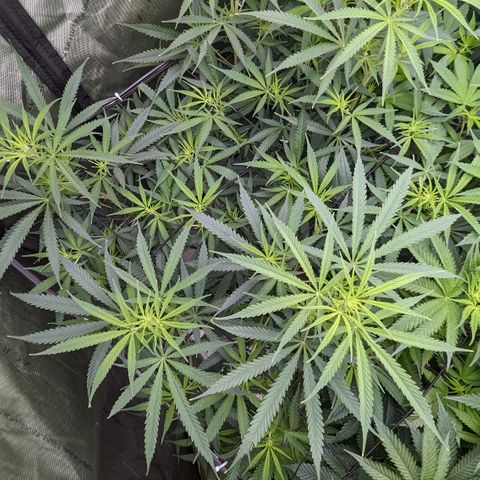 Durban Poison growlog timeline photo