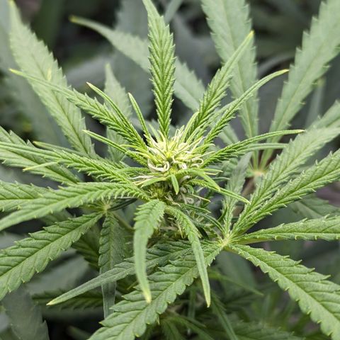 Durban Poison growlog timeline photo