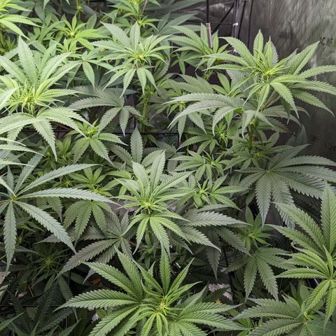 Durban Poison growlog timeline photo
