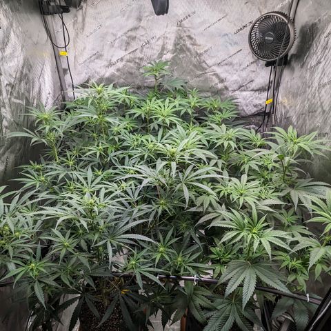 Durban Poison growlog timeline photo
