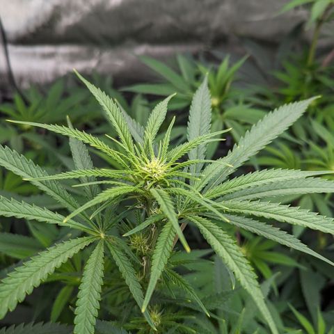 Durban Poison growlog timeline photo