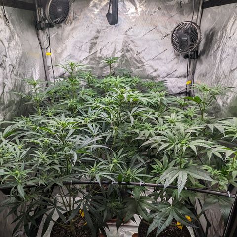 Durban Poison growlog timeline photo