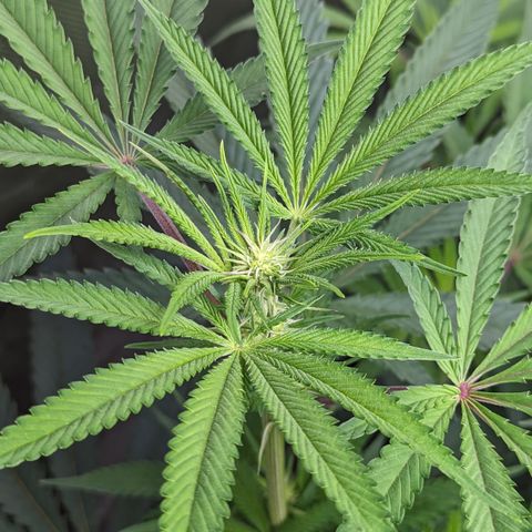 Durban Poison growlog timeline photo