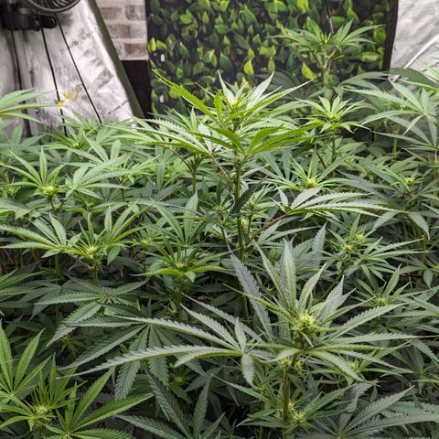 Durban Poison growlog timeline photo