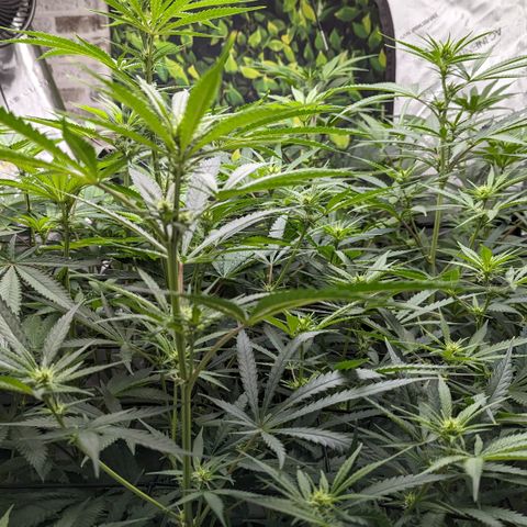 Durban Poison growlog timeline photo