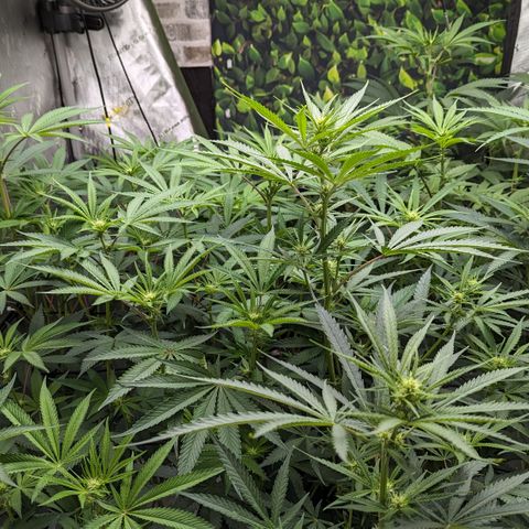 Durban Poison growlog timeline photo