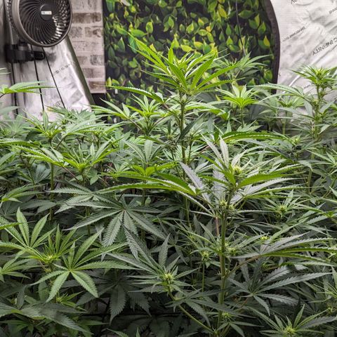 Durban Poison growlog timeline photo