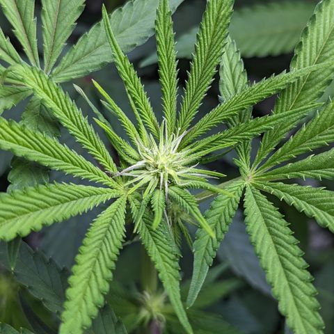 Durban Poison growlog timeline photo