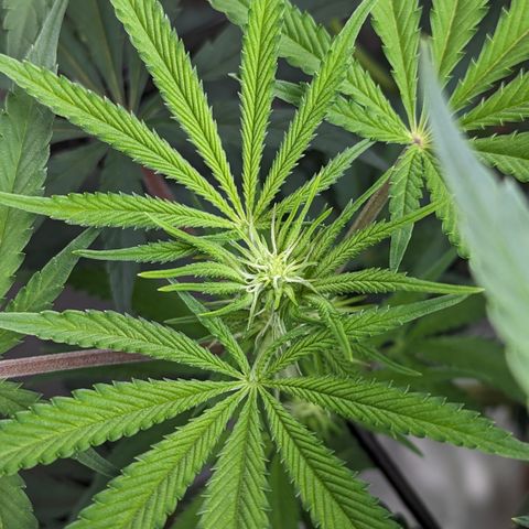 Durban Poison growlog timeline photo