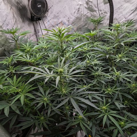 Durban Poison growlog timeline photo
