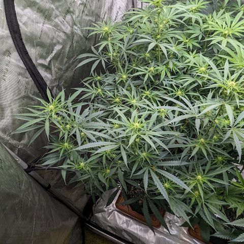 Durban Poison growlog timeline photo