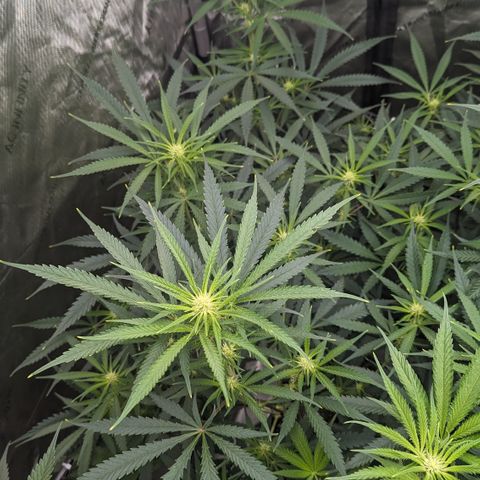 Durban Poison growlog timeline photo