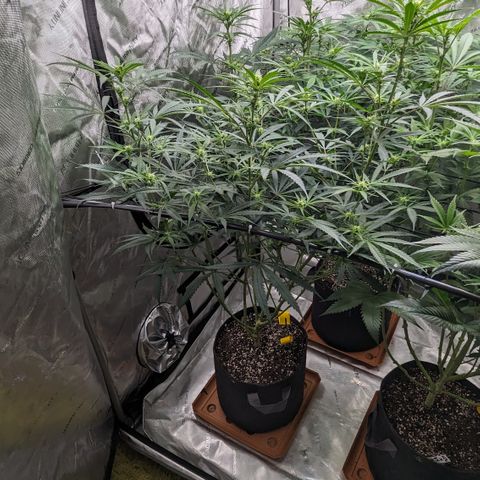 Durban Poison growlog timeline photo