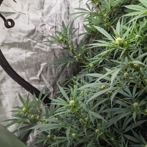 Durban Poison growlog timeline photo