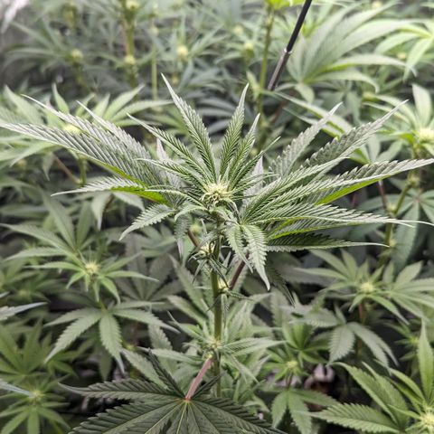 Durban Poison growlog timeline photo