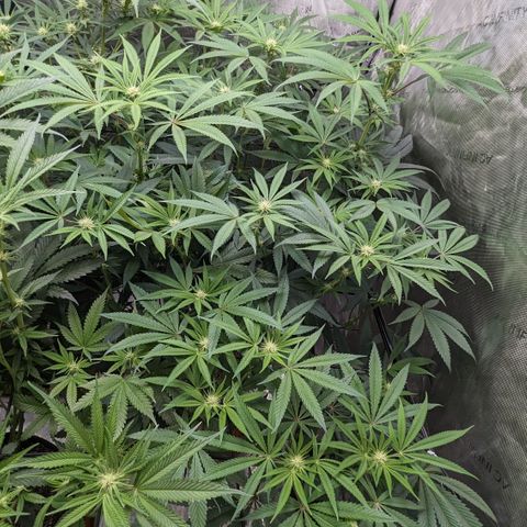 Durban Poison growlog timeline photo