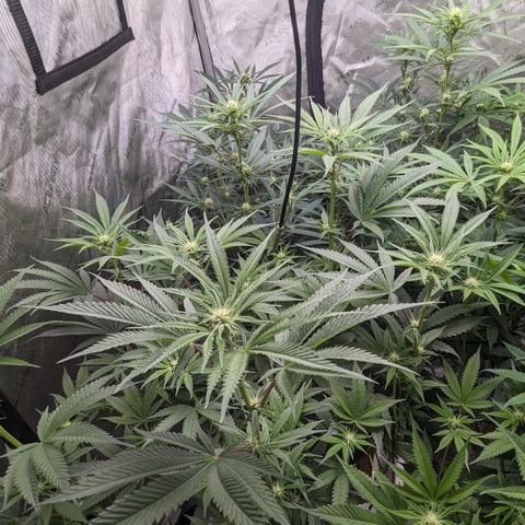 Durban Poison growlog timeline photo