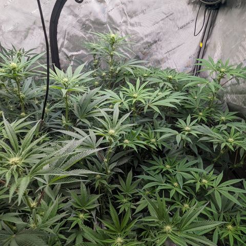 Durban Poison growlog timeline photo