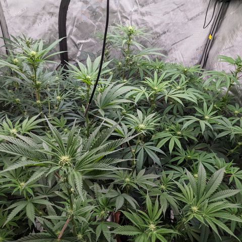 Durban Poison growlog timeline photo