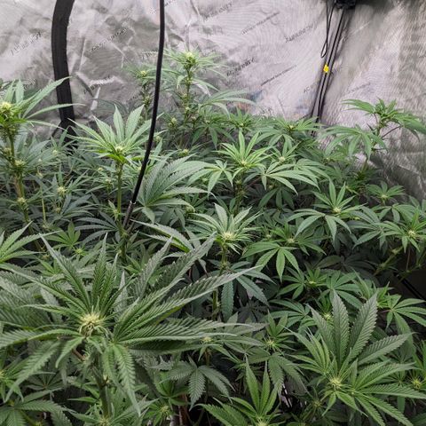 Durban Poison growlog timeline photo